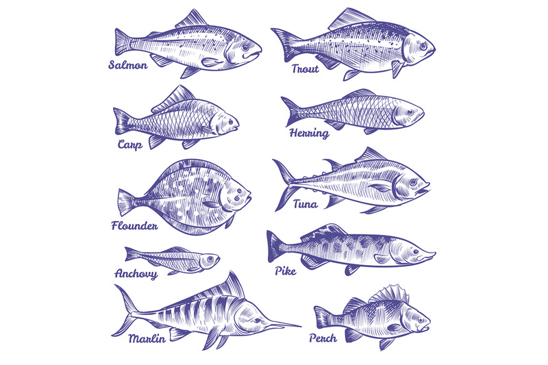 hand-drawn-fishes-ocean-sea-river-fishes-sketch-fishing-seafood-herri