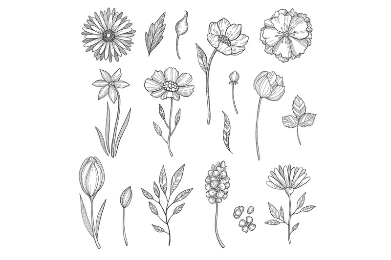 hand-drawn-flowers-vector-various-pictures-of-plants