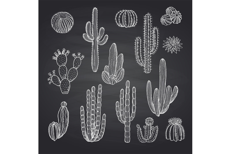 vector-cacti-plants-set-on-chalkboard