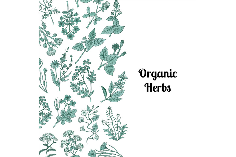 vector-hand-drawn-medical-herbs