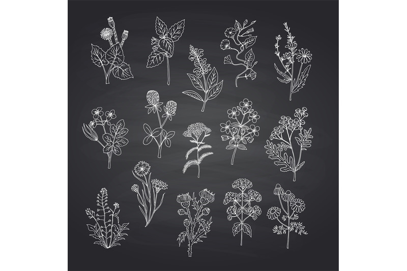 vector-hand-drawn-medical-herbs-set-on-black-chalkboard-background-ill