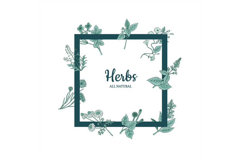 vector-hand-drawn-medical-herbs-frame-illustration