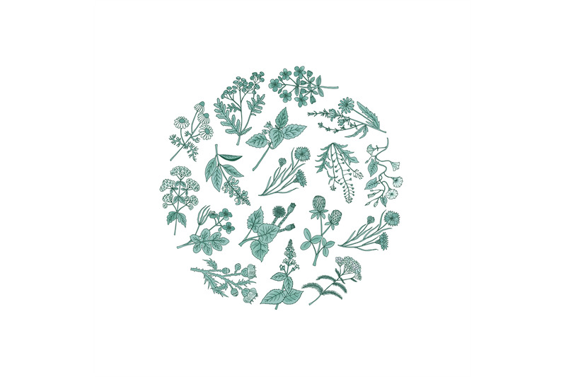 vector-hand-drawn-medical-herbs-in-circle-shape-illustration