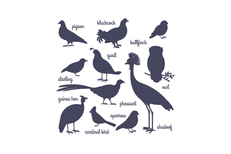 vector-bird-silhouettes-isolated-on-white