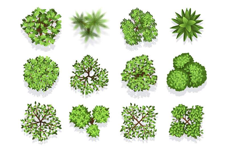 top-view-tree-collection-green-foliage-isolated-on-white-background