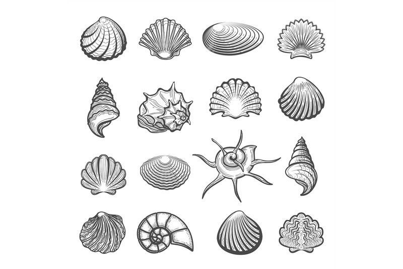 hand-drawn-sea-shell-set