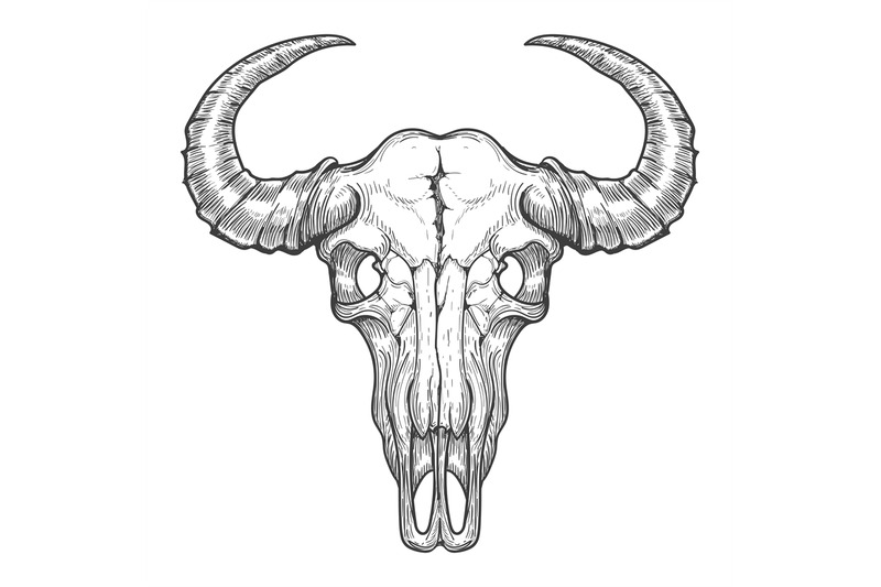 buffalo-skull-sketch