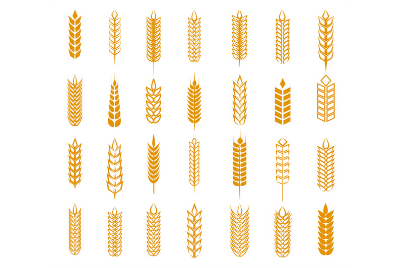 wheat-rye-and-barley-ear-set