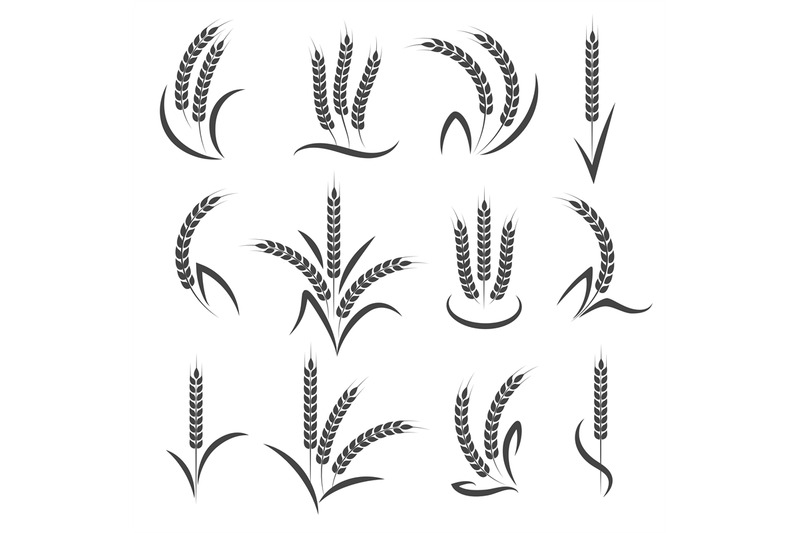 wheat-or-barley-ears-branch
