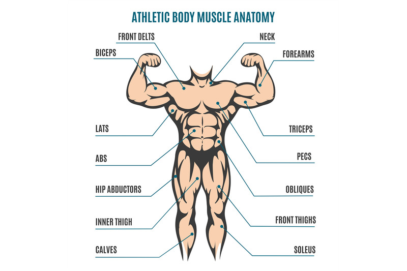 athletic-body-man-figure-muscular-anatomy