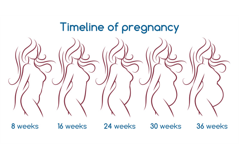 timeline-of-pregnancy