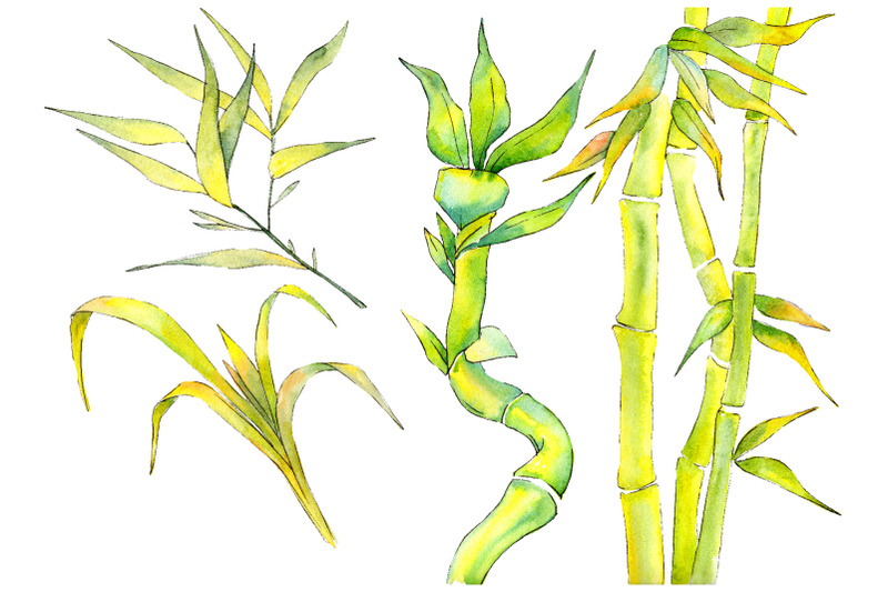 bamboo-watercolor-product-png