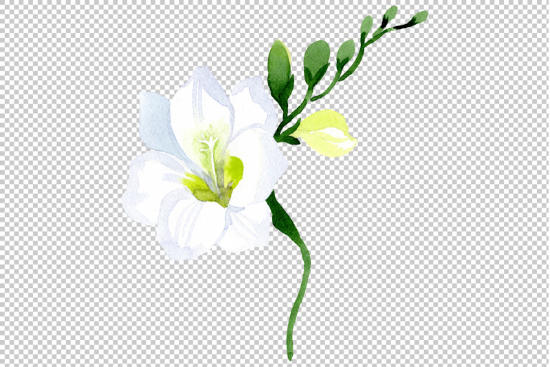 white-freesia-watercolor-png