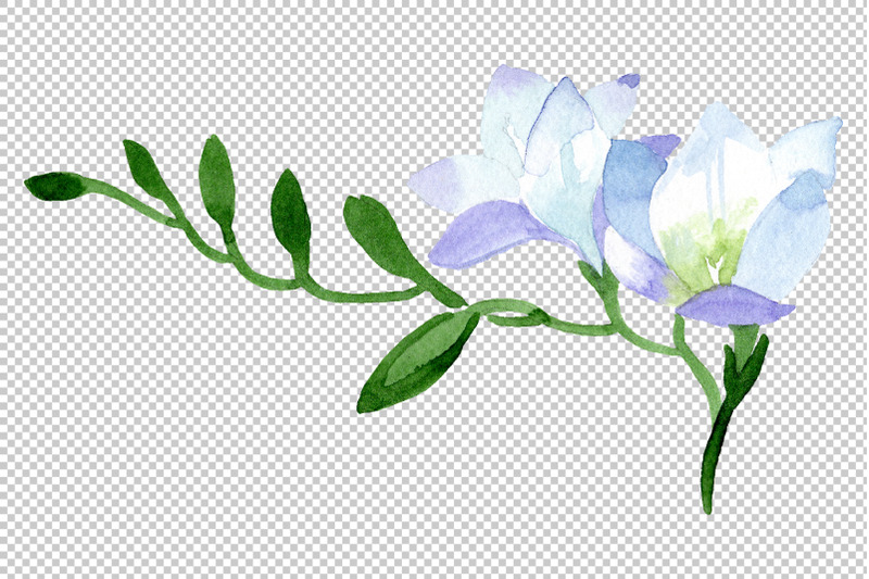 white-freesia-watercolor-png