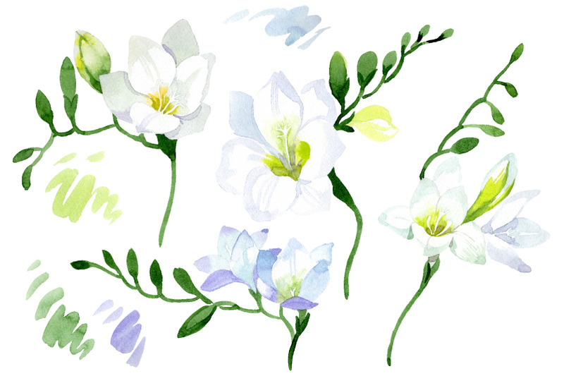 white-freesia-watercolor-png