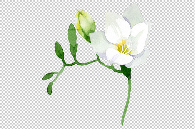 white-freesia-watercolor-png