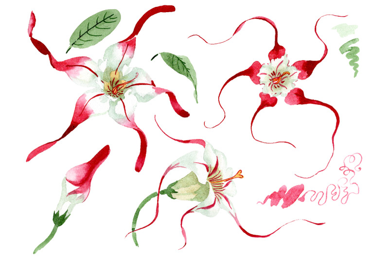 strophanthus-watercolor-png