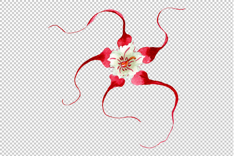 strophanthus-watercolor-png