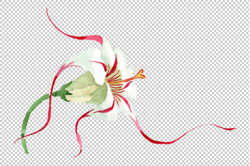 strophanthus-watercolor-png