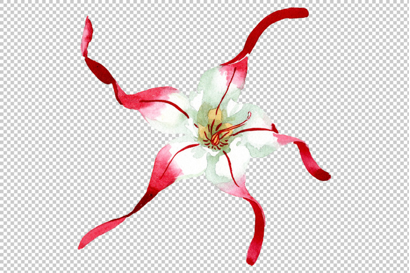 strophanthus-watercolor-png