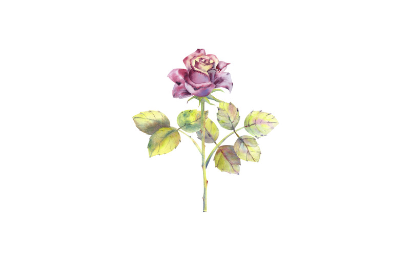 dark-roses-watercolor-10-seamless-patterns