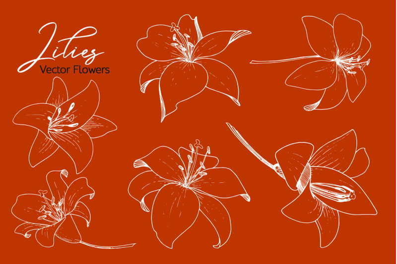 lilies-vector-collection