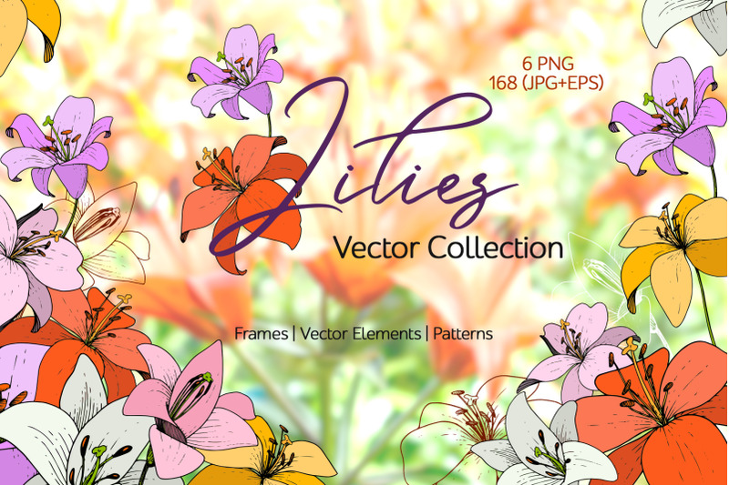 lilies-vector-collection