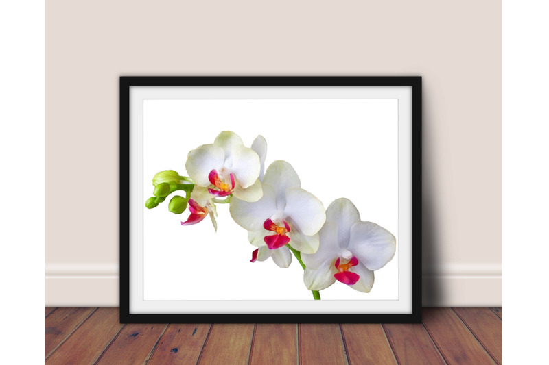 orchid-flower-file-set-4-orchids-drawings-illustrations-in-watercolor