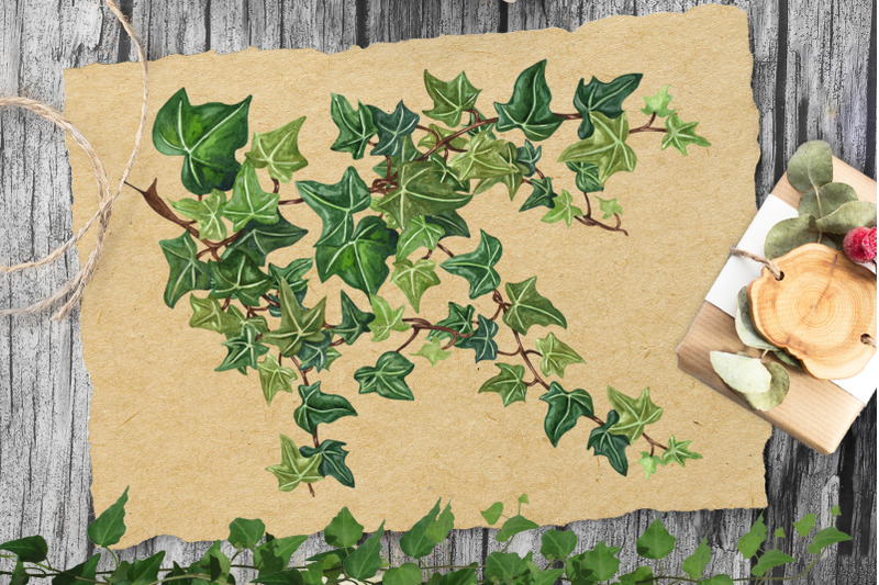 ivy-watercolor-clip-art