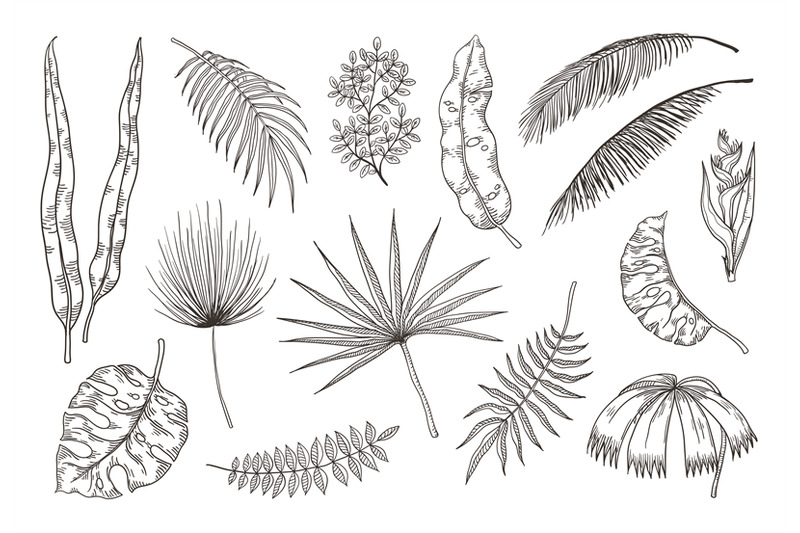 hand-drawn-exotic-leaves-tropical-plants-nature-floral-drawing-mons