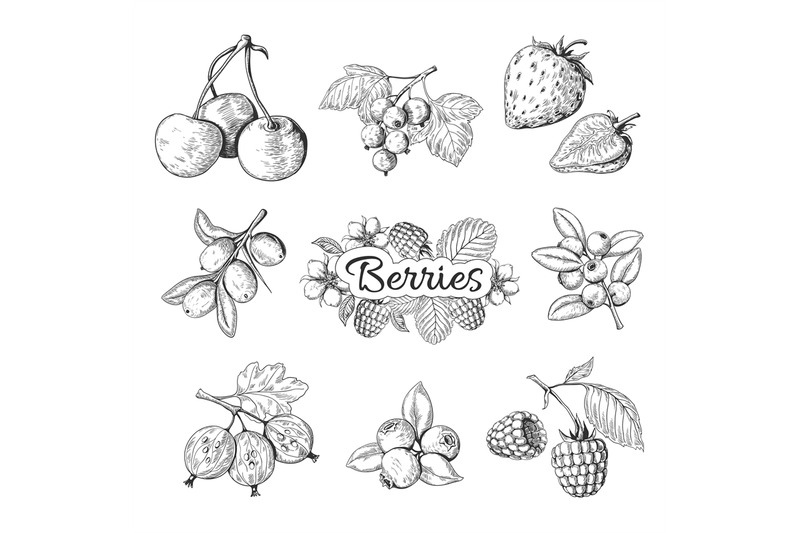 hand-drawn-berries-cherry-blueberry-strawberry-blackberry-vintage-dra