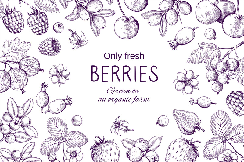 hand-drawn-berries-frame-botanical-sketch-background-wild-berry-vint