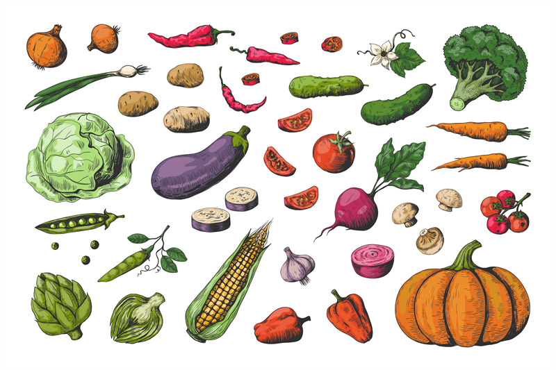 hand-drawn-colored-vegetables-food-sketch-collection-healthy-vegan-g