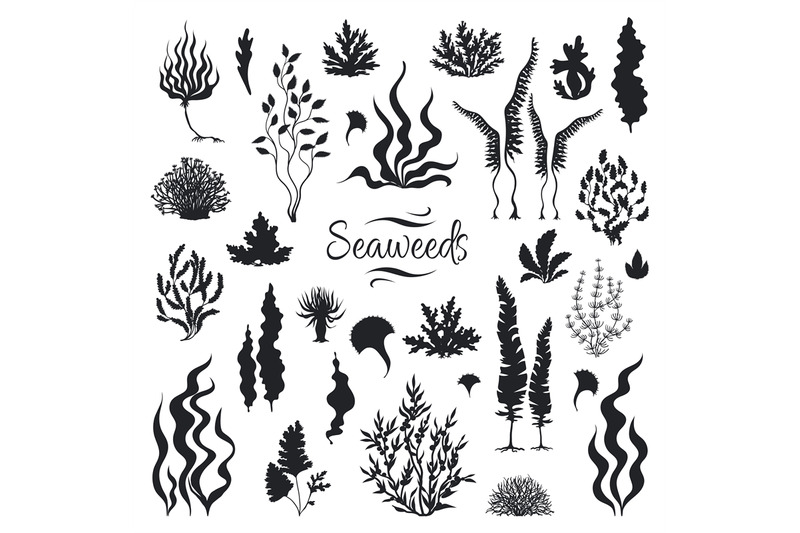 seaweeds-silhouettes-underwater-coral-reef-hand-drawn-sea-kelp-plant