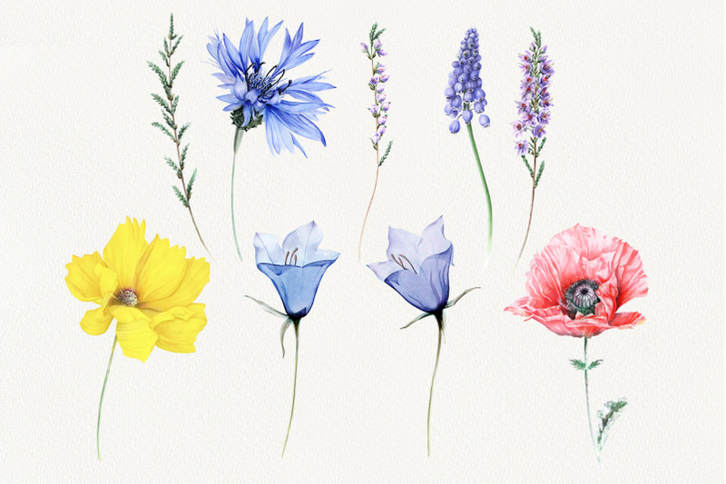 Watercolor Floral Collection By TheHungryJPEG | TheHungryJPEG