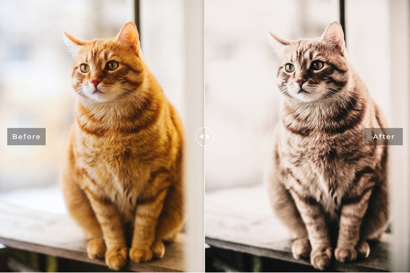 cats-love-mobile-amp-desktop-lightroom-presets