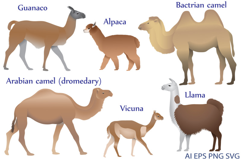Camelids family colour By RomanUf | TheHungryJPEG.com