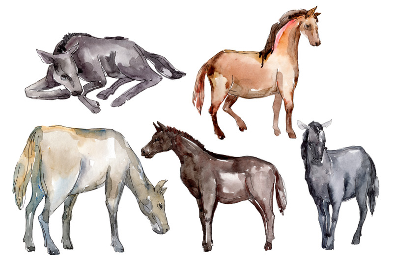 farm-animals-horse-foal-watercolor-png