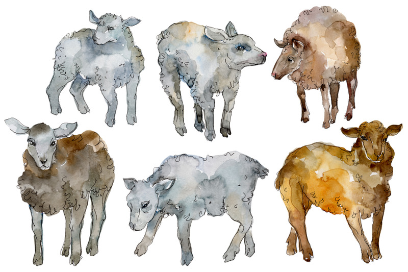 farm-animals-lamb-watercolor-png