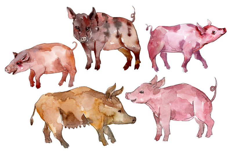 farm-animals-pig-boar-watercolor-png