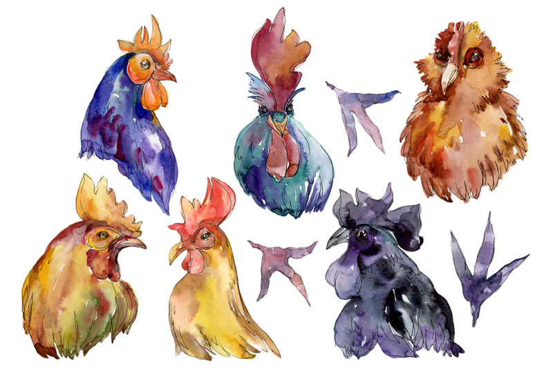 farm-animals-cock-hen-head-watercolor-png