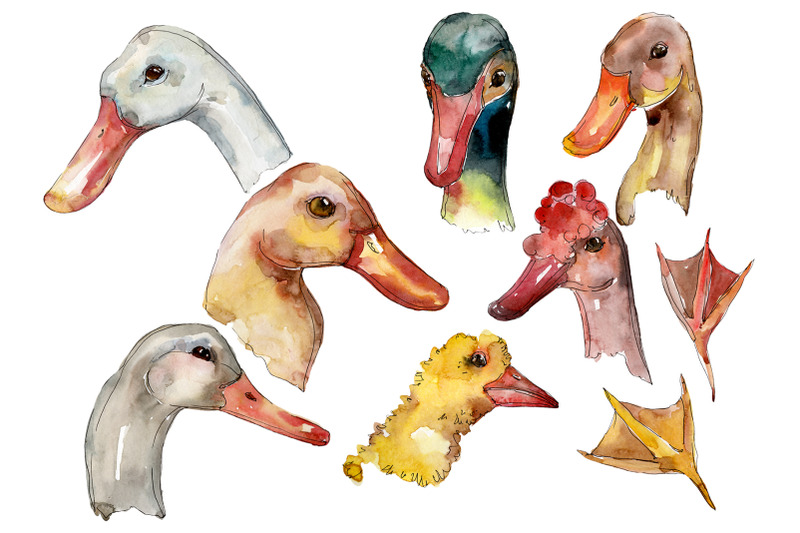 farm-animals-duck-head-watercolor-png