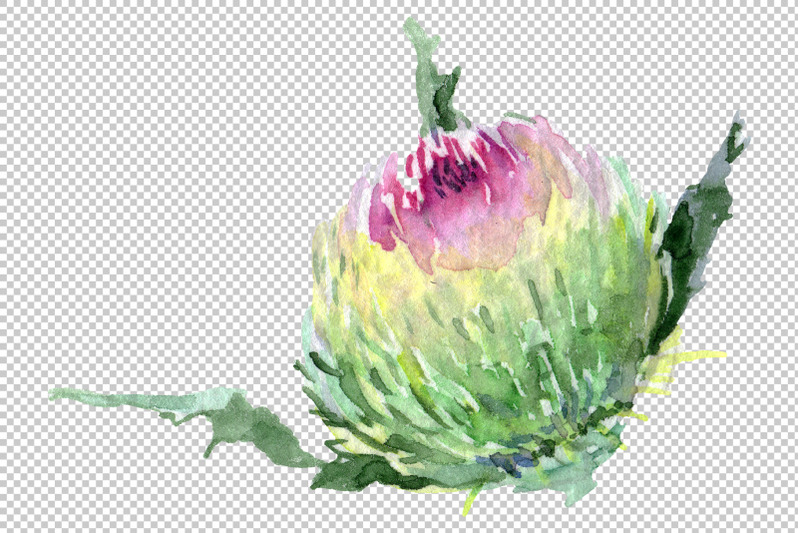 thistle-watercolor-png