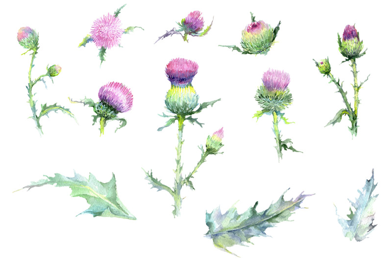 thistle-watercolor-png