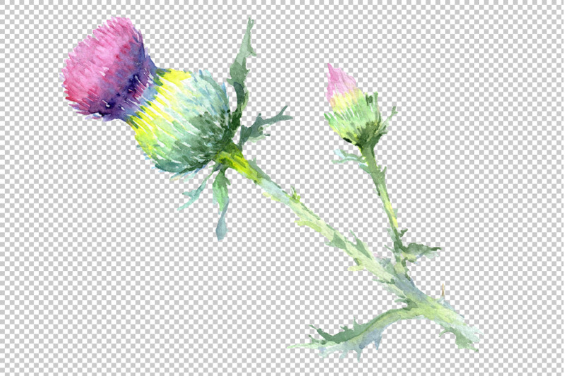 thistle-watercolor-png