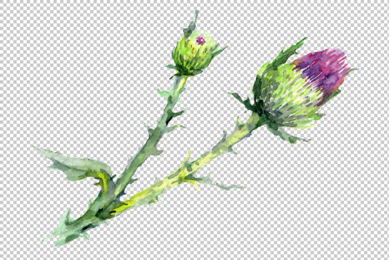 thistle-watercolor-png