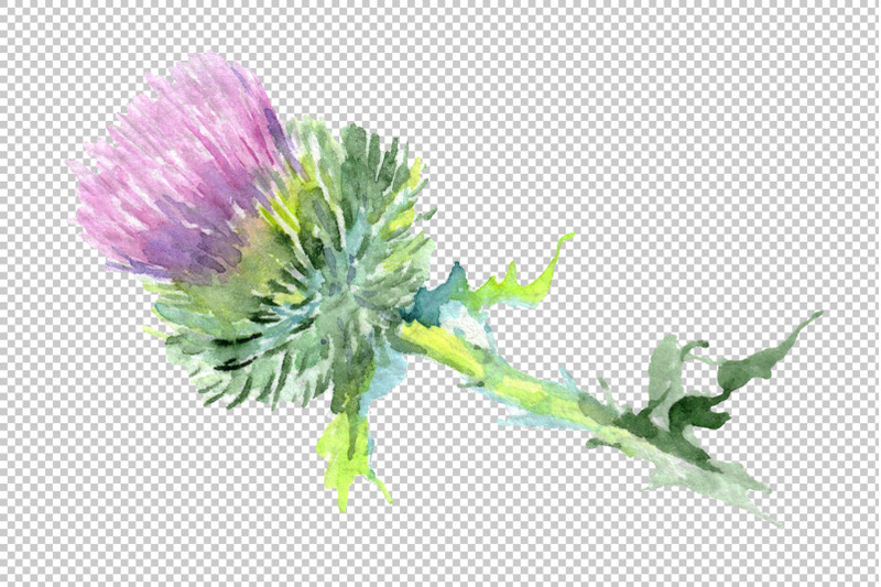 thistle-watercolor-png