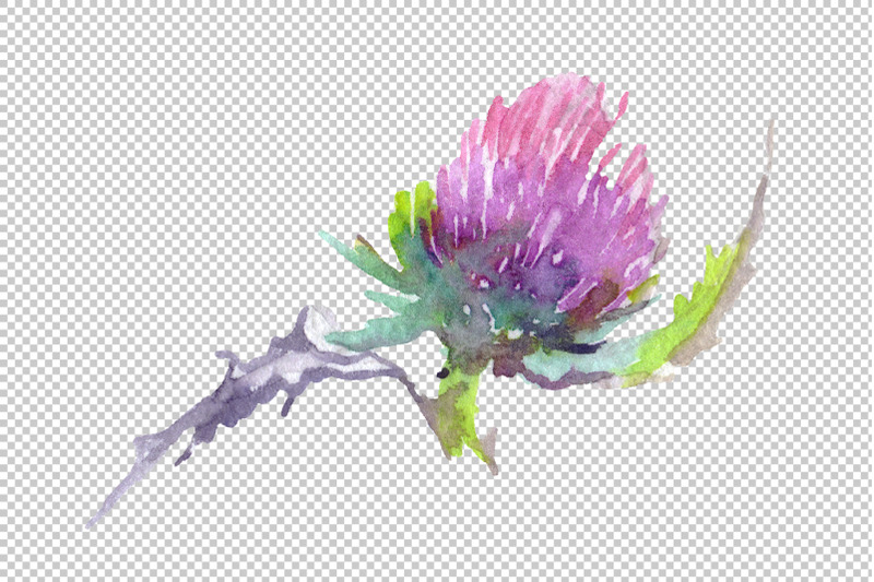 thistle-watercolor-png