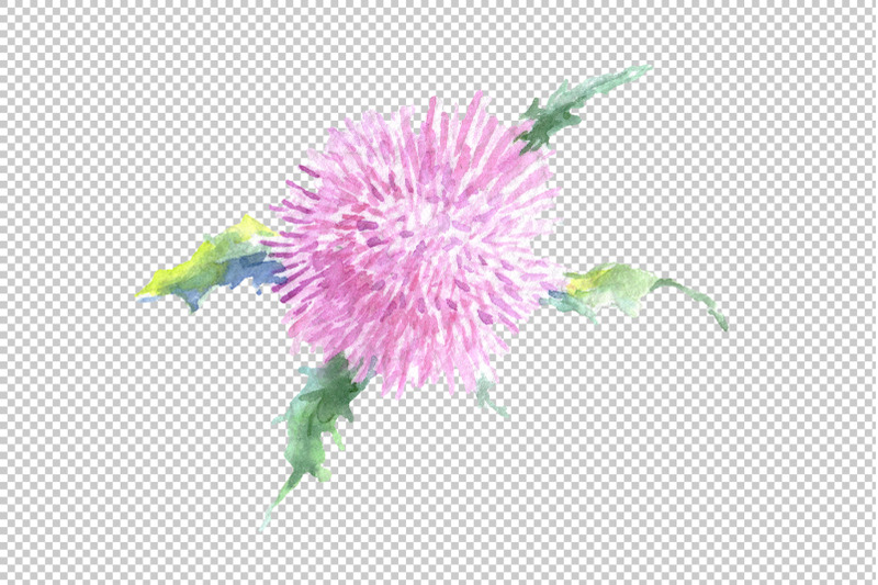 thistle-watercolor-png