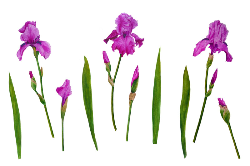 irises-watercolor-flowers-irises-watercolor-flowers-watercolor